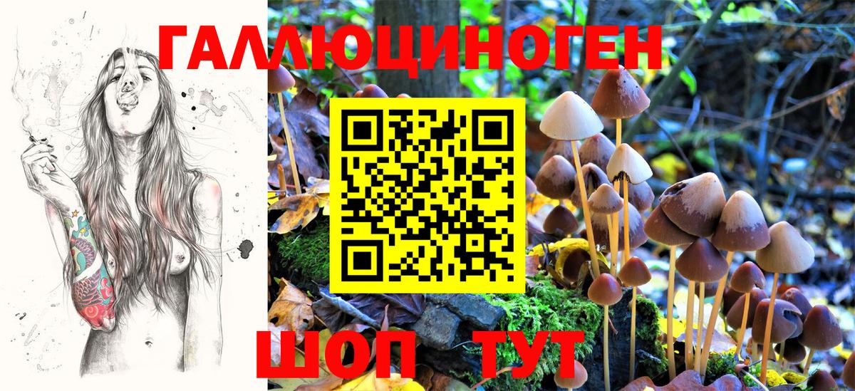 Тайшет  Псилоцибиновые грибы GOLDEN TEACHER  Вход с VPN  Псилоцибиновые грибы ЛСД 